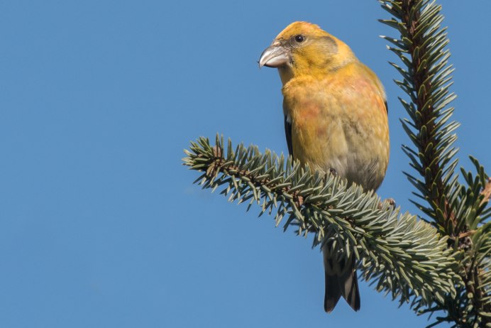 Loxia leucoptera белокрылый Клест