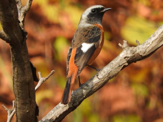 Стайка перелетных птиц