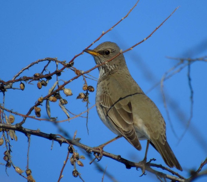 Скворец Перелетная птица