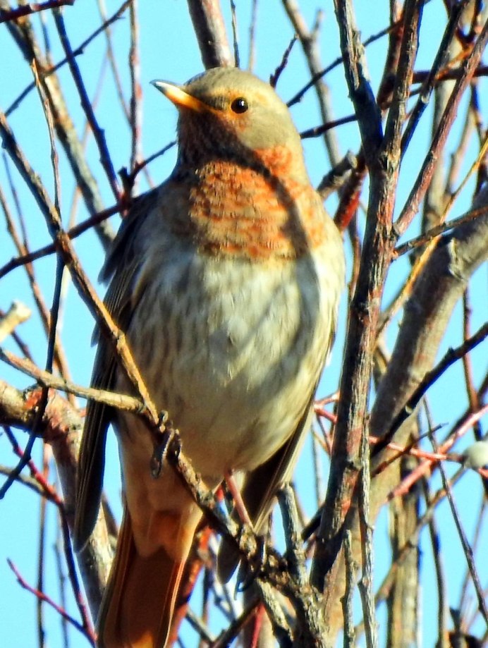 Птицы черноморских Лиманов