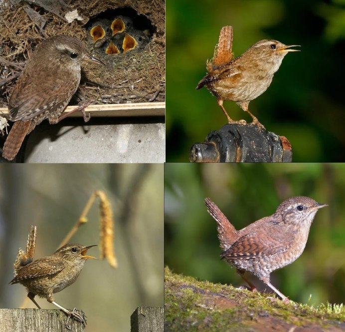 Небольшая Перелетная птица