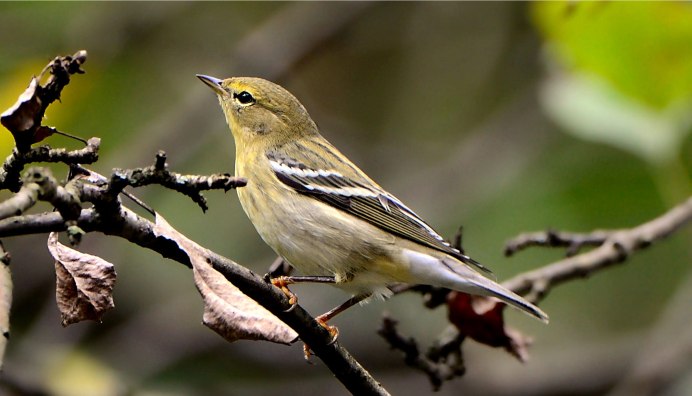 Певчие перелетные птицы средней полосы России