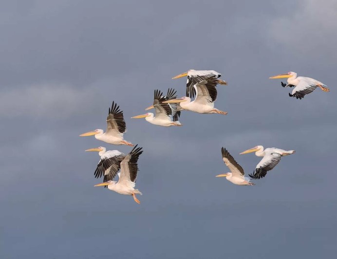 Красивые перелетные птицы