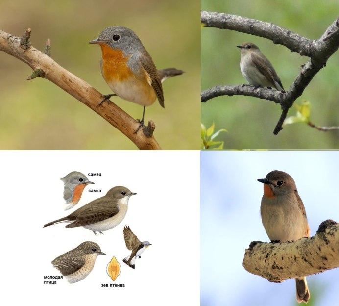 Перелётные птицы Ленинградской области для детей