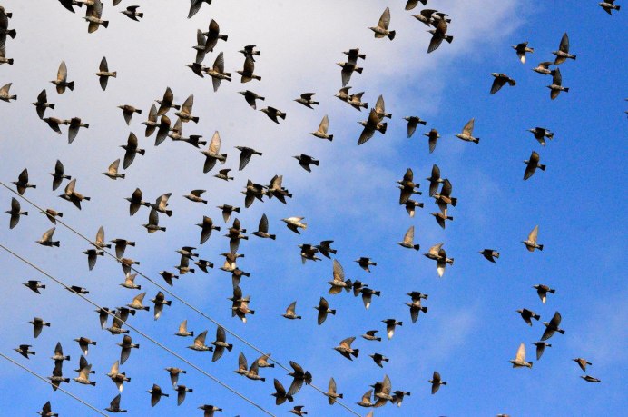 Всемирный день мигрирующих птиц (World migratory Bird Day)