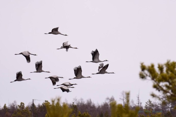 Перелетные птицы