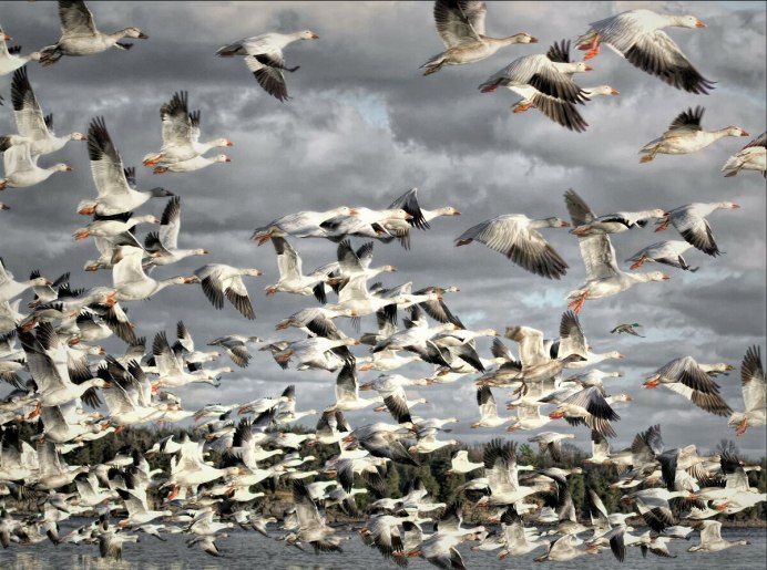 Стая диких гусей
