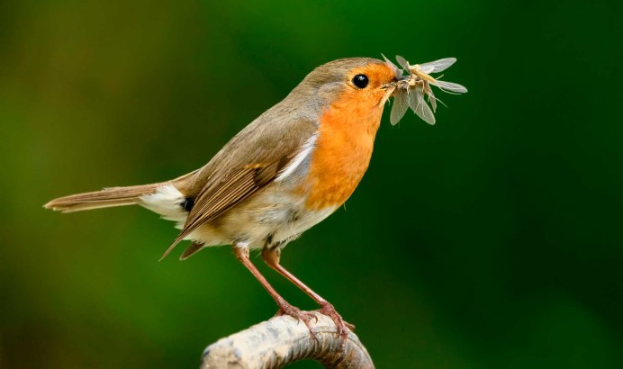 Гуси перелетные птицы Клин