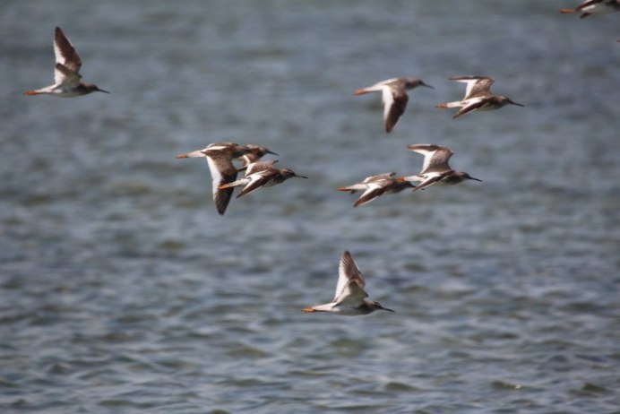 Восточный Соловей