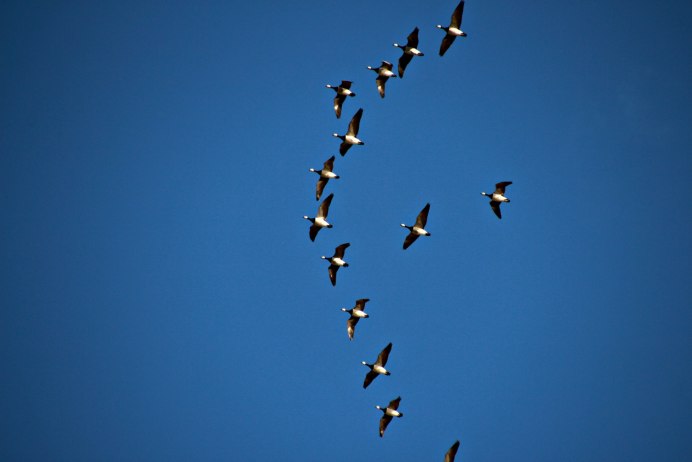 Гусиная стая