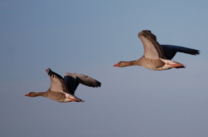 Стая светлогрудых Дроздов