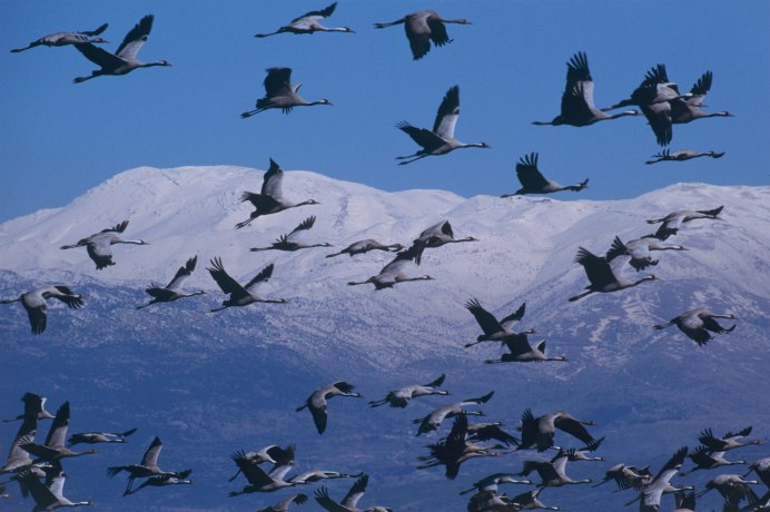 Лесной конек Перелетная птица