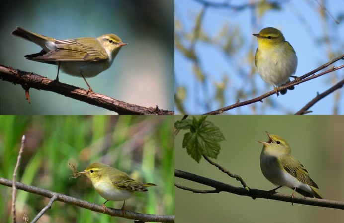 Красивые перелетные птицы