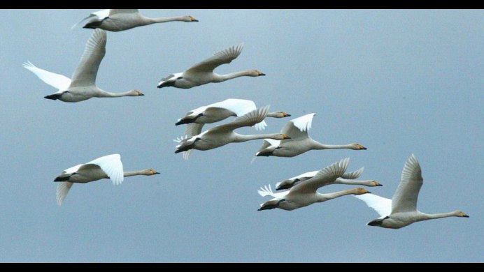 Лесная пеночка