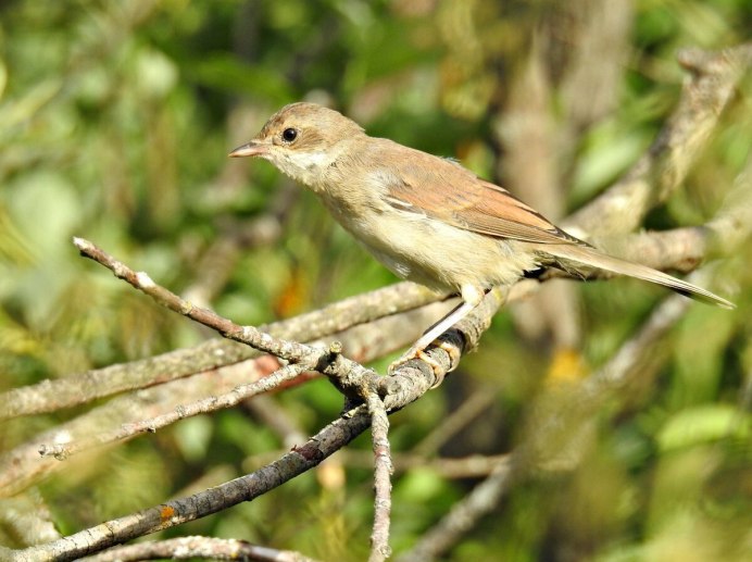 Массовые миграции птиц