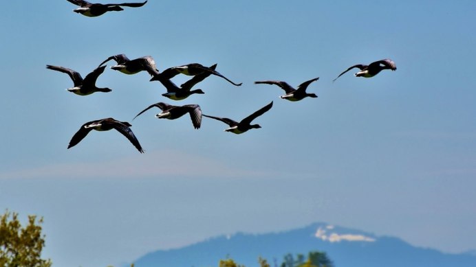 Перелетные птицы Новгородской области