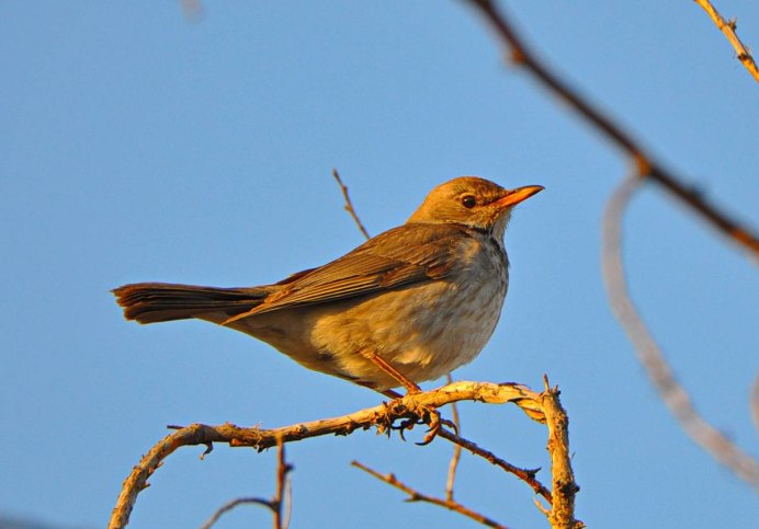Дикие птицы средней полосы России