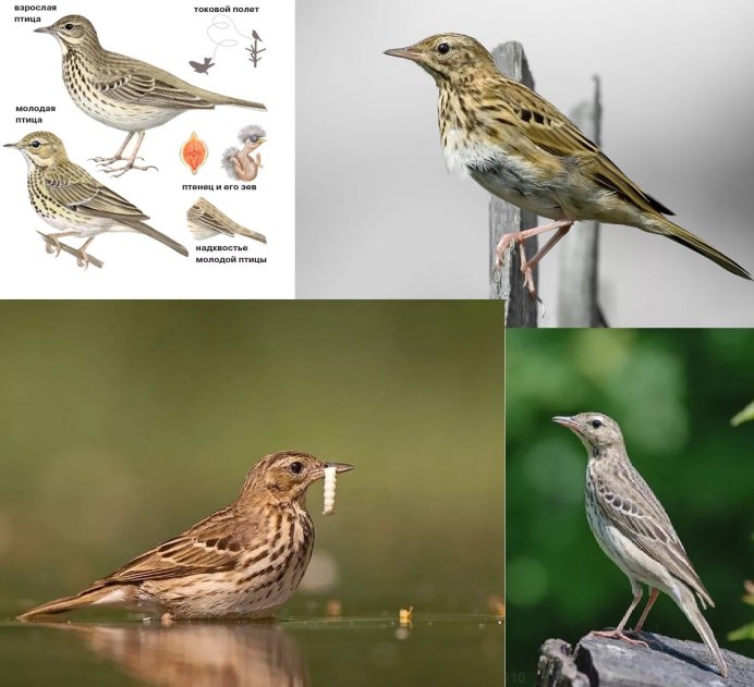 Охота на перелетных птиц