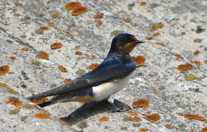 Стая перелетных птиц