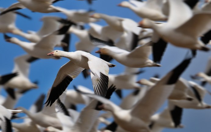 Птицы Кубани певчие перелетные