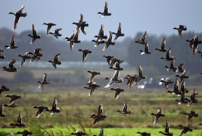 Перелетные птицы Урала для детей