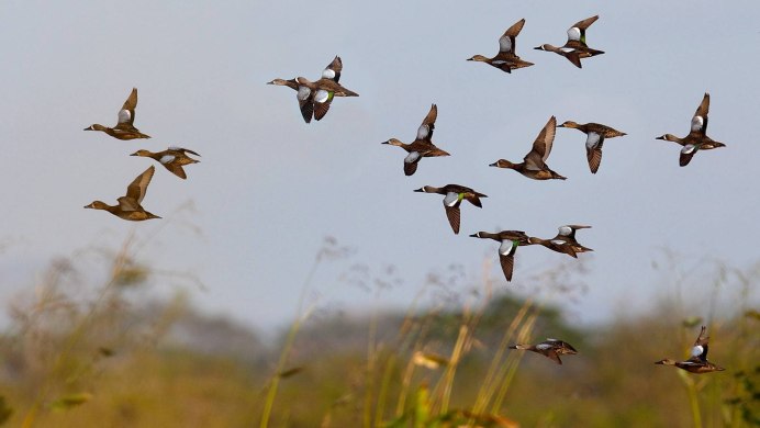 Гуси перелетные птицы Клин