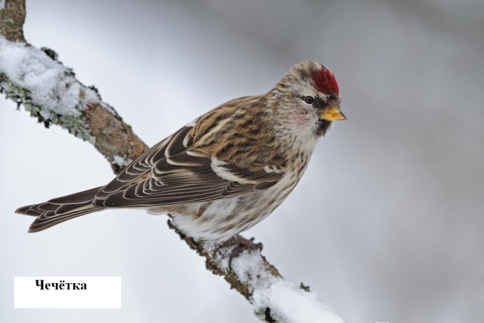 Carpodacus rubicilla