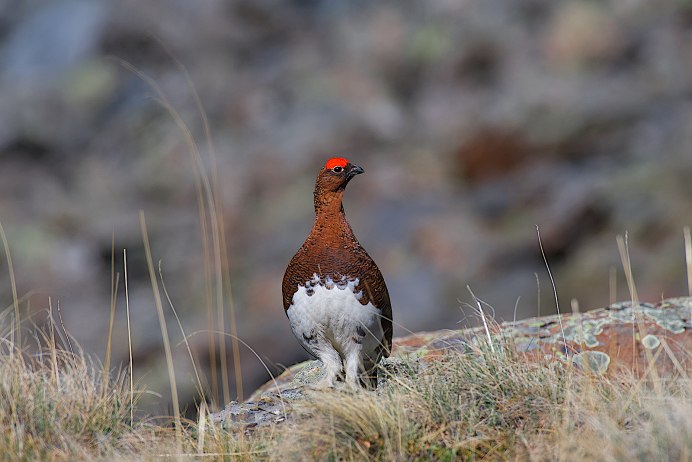 Серая куропатка (Perdix Perdix)