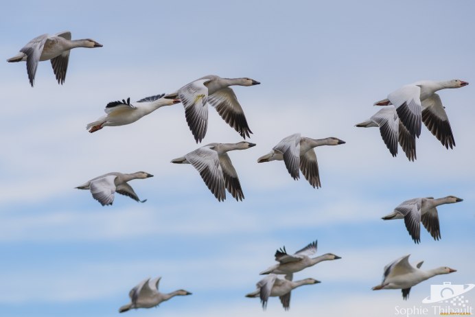 Дикие гуси улетели на Юг