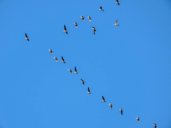 Перелетные птицы Вологодчины