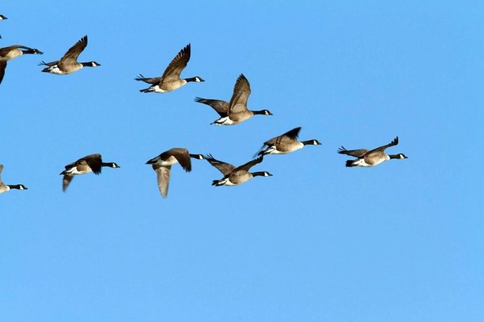 Птицы улетают на Юг