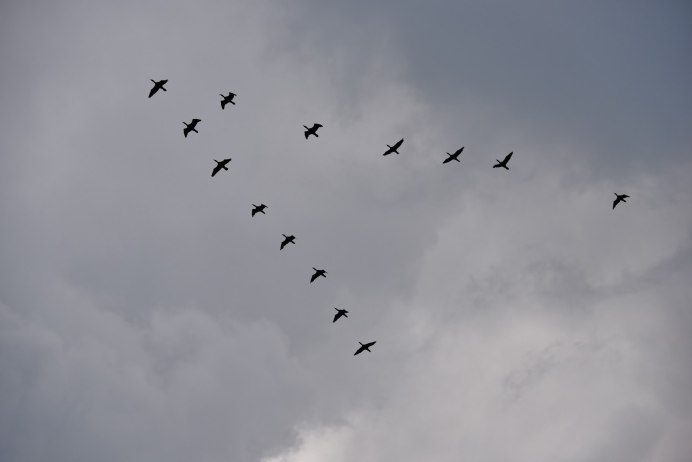 Гуси перелетные птицы Клин