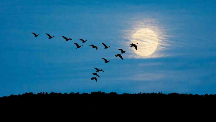 Гигантские стаи перелетных птиц