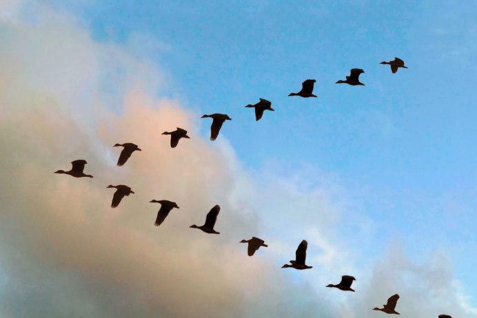 Клин вереница стая