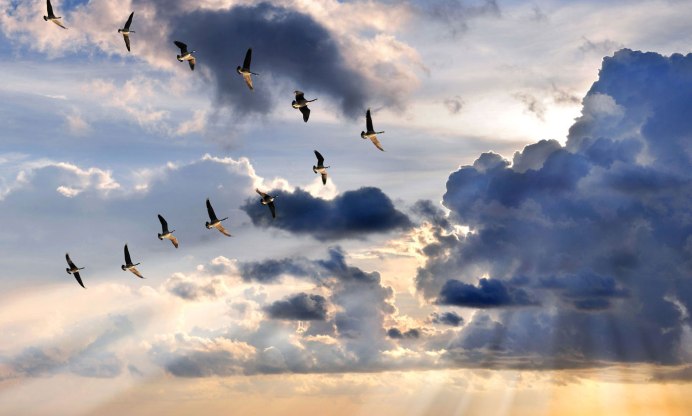 Стая перелетных птиц по морю