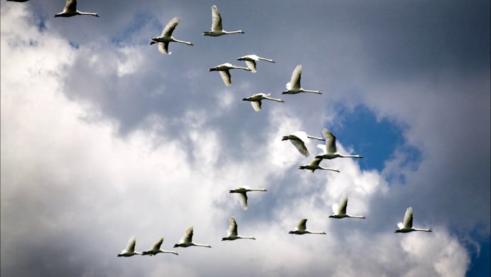 Гусей крикливых Караван