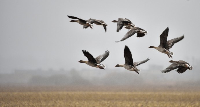 Перелет гусей