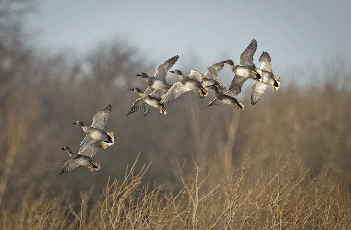 Утки в полете