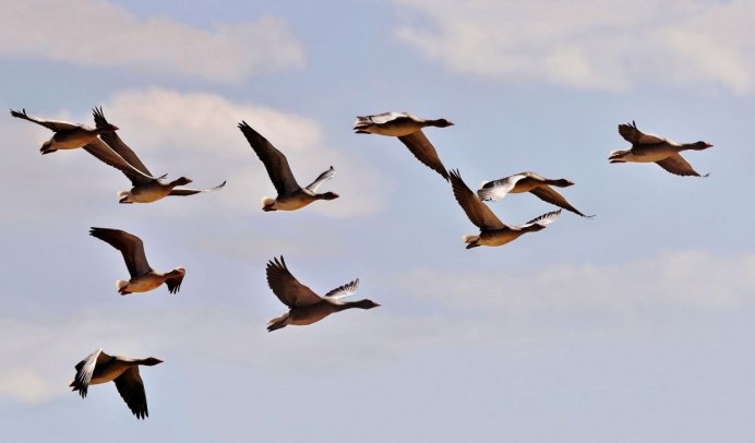 Стая перелетных гусей