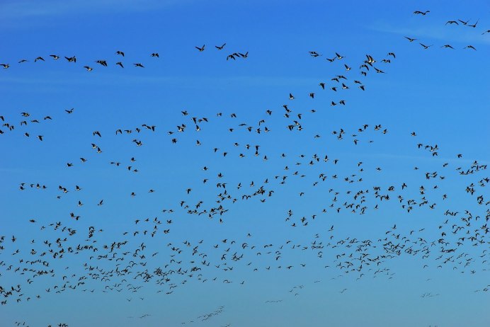 Птицы летают клином