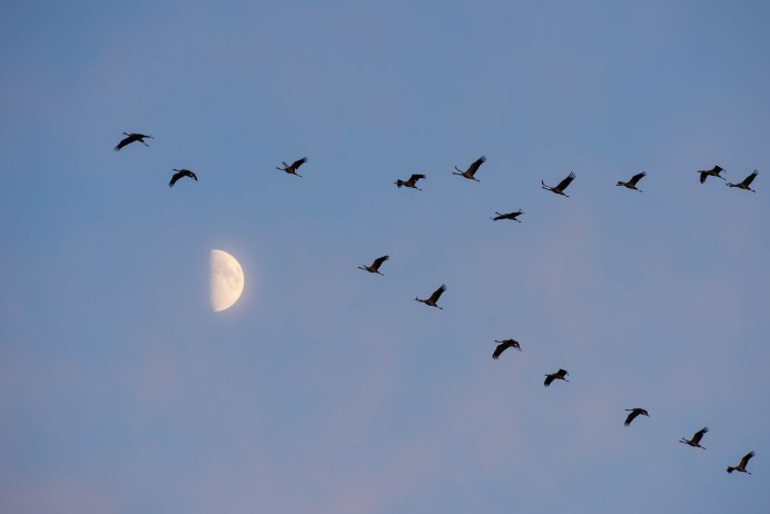 Косяк улетающих птиц