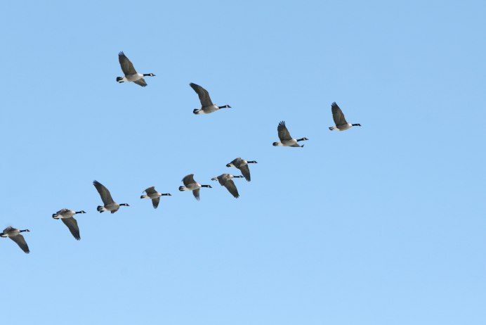 Косяк птиц в небе