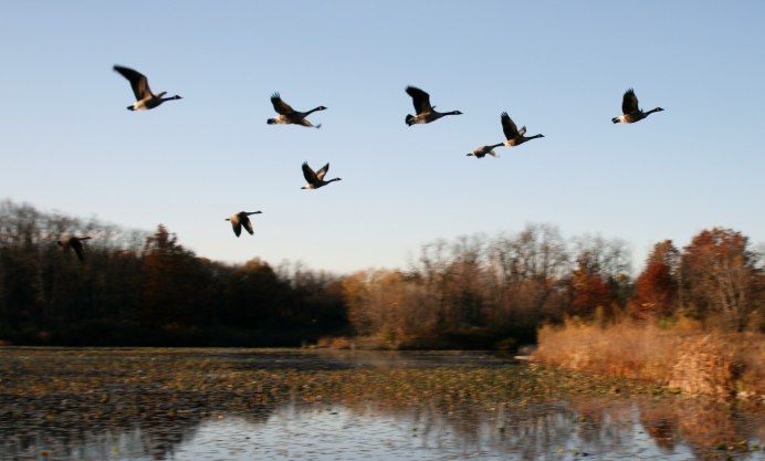 Клин лебедей в небе