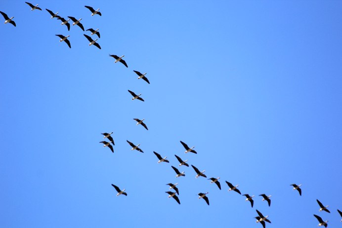 Дикие гуси перелетные птицы