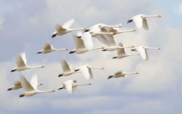 Почему птицы летают кругами