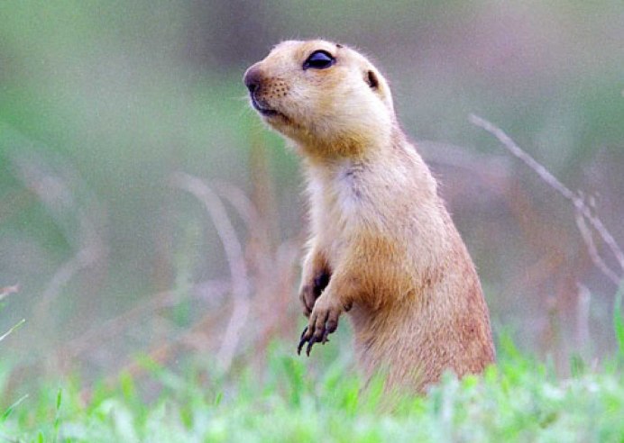 Европейский суслик (Spermophilus citellus)