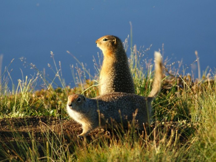 Spermophilus parryii