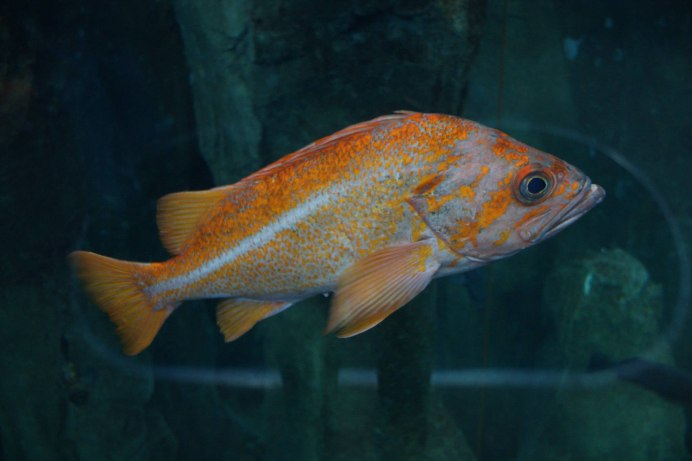 Micropterus treculii