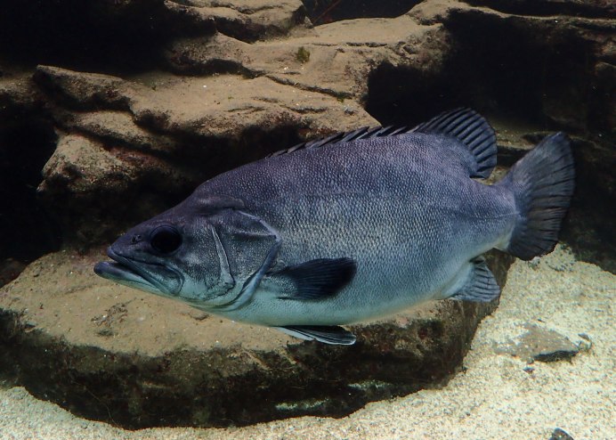 Brown Perch.силиконовые приманки