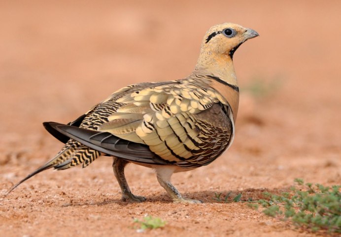 Footprint of Black bellied Sandgrouse